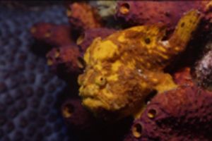 Yellow frogfish on sponge, Klein Bonaire, Nikon 801 with ... by Ernst Seeling 